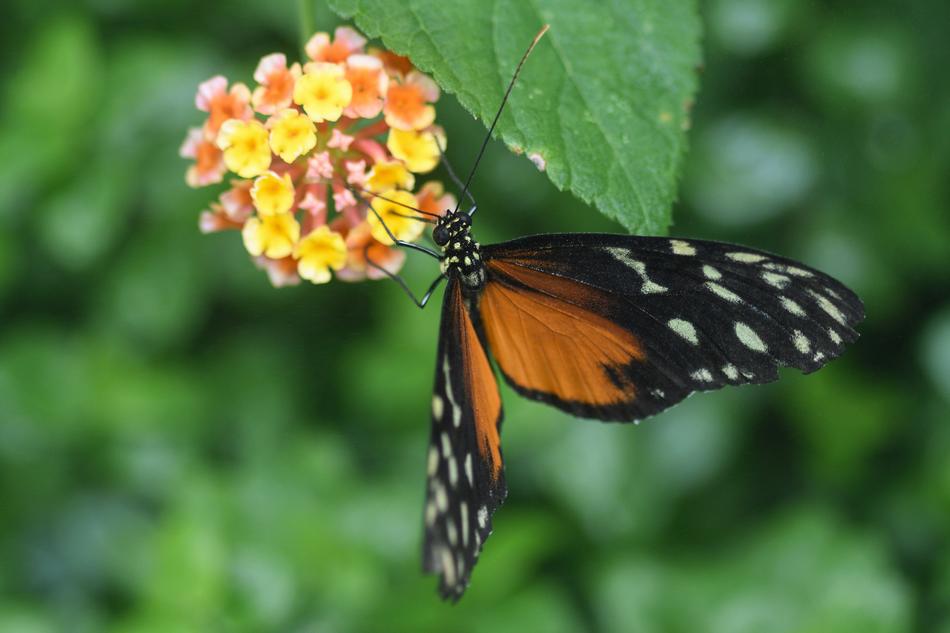 beautiful butterfly beautiful species