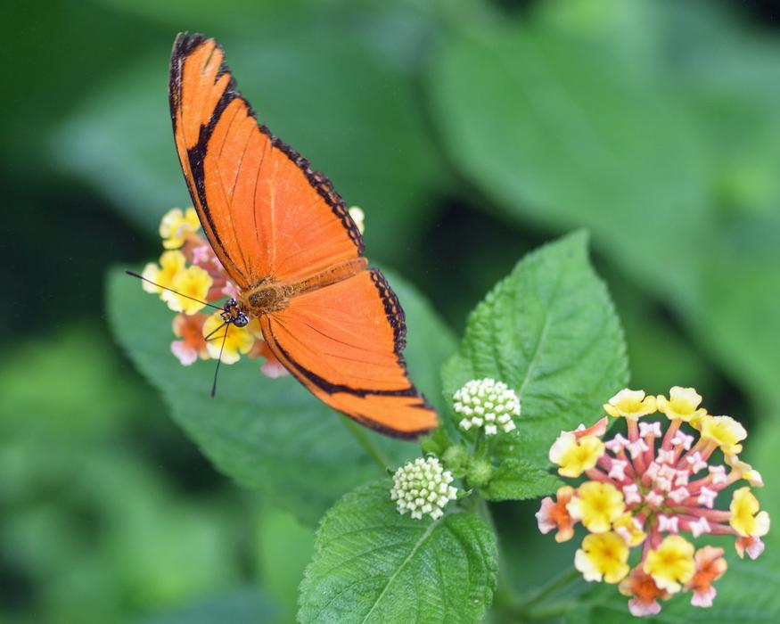 Butterfly Exotic Drias