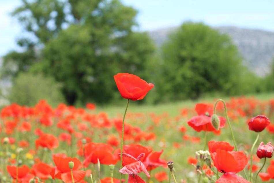 Poppy Greece Blooming Flowers