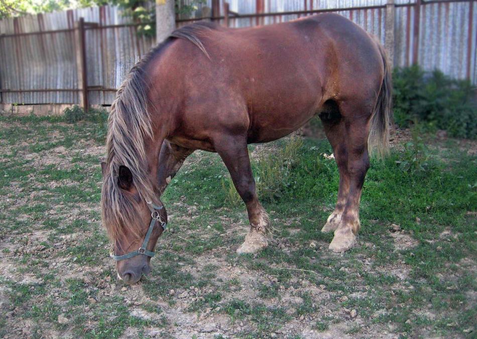 nice fat horse
