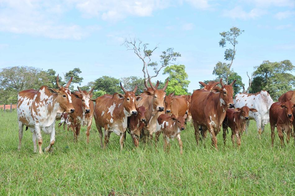 Cattle Cows Spotted