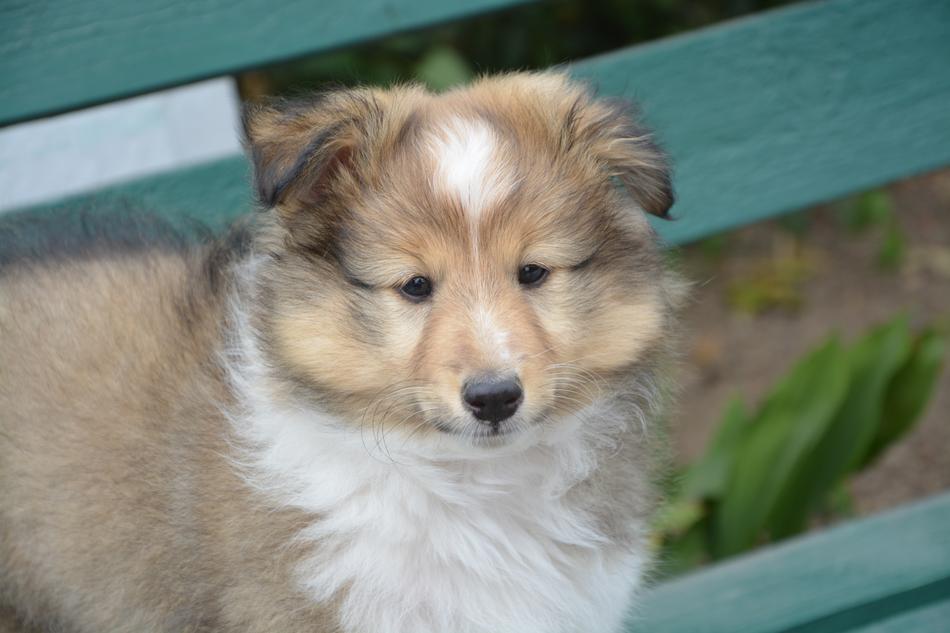 Puppy Shepherd dog