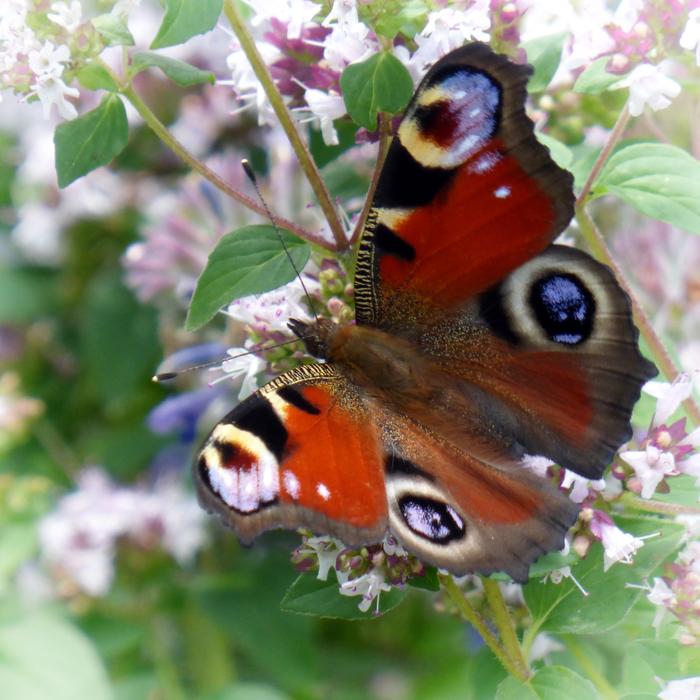 Butterfly Peacock