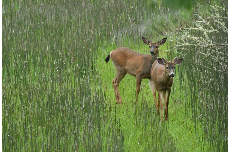 two young deer in Wildlife