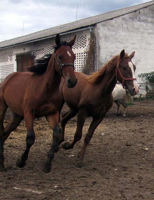 Horses Mares Stallions