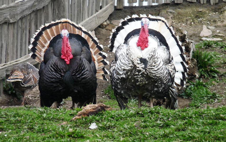 Turkeys Winter
