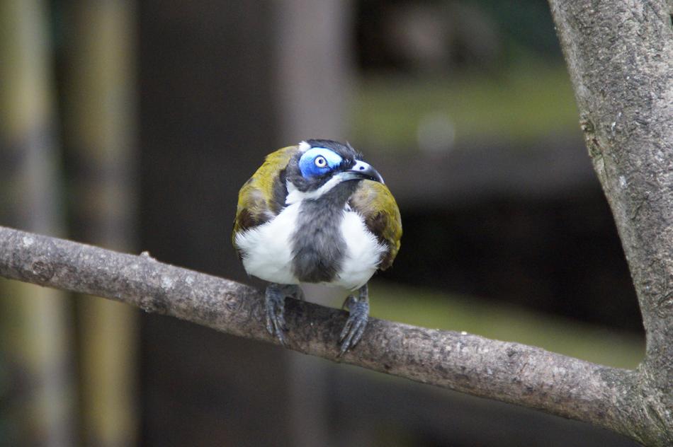 Beautiful and colorful bird on the branch in the aviary