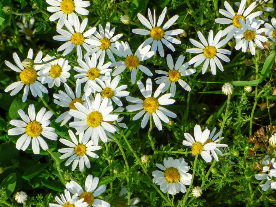 The daisy field looks beautiful
