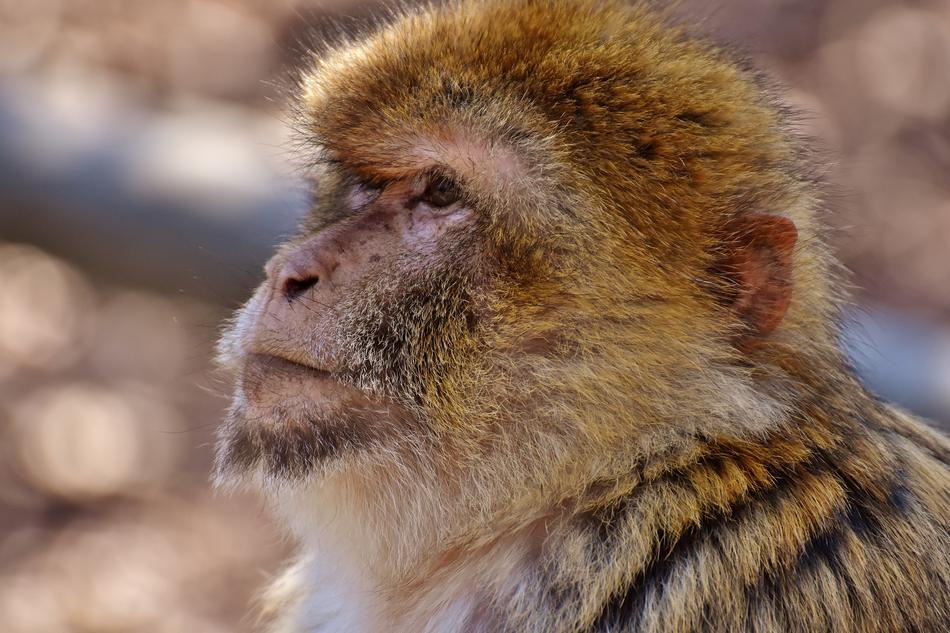Barbary Ape Endangered