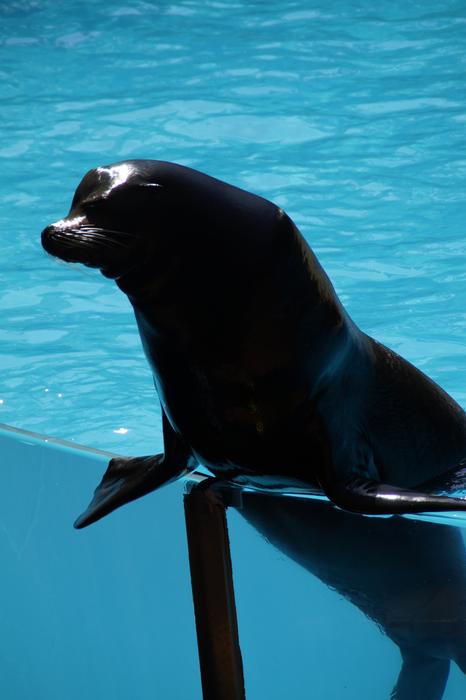 Zoo Sea Lion Males