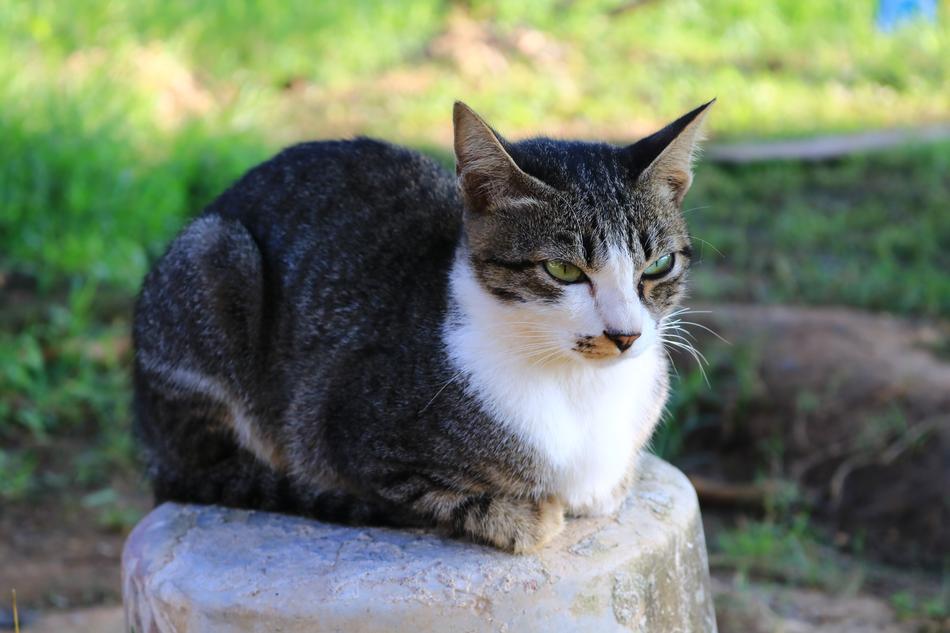 Cat Eyes Face