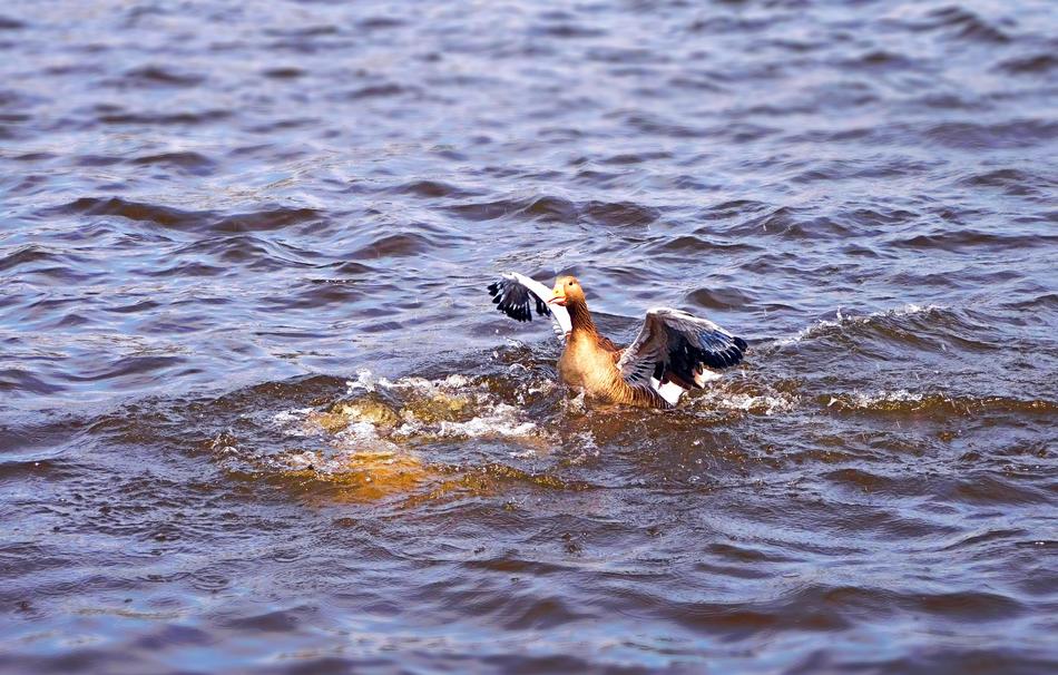 Duck Water Bird