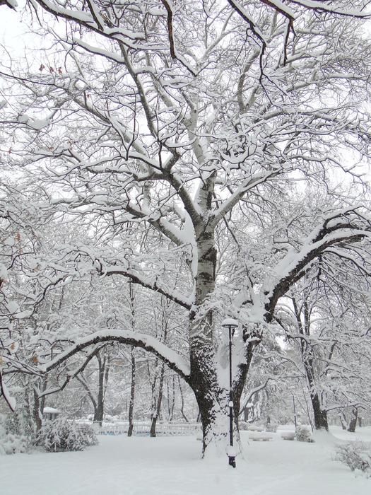 Winter Tree