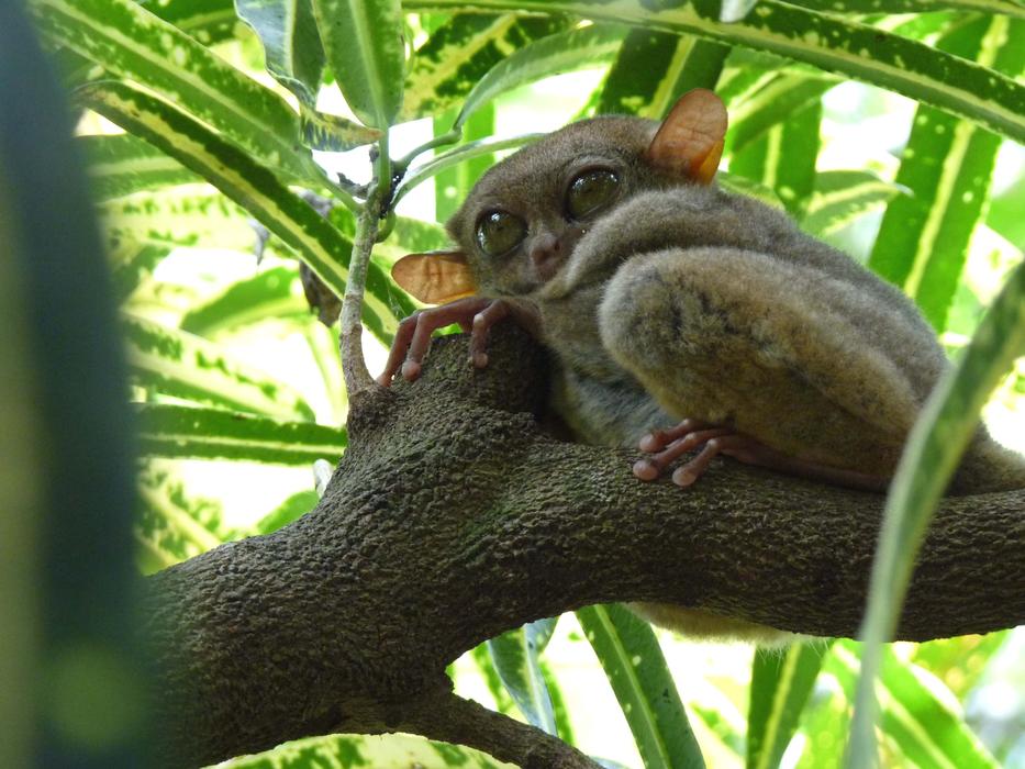 incredibly charming Tarsier Yoda Gollum