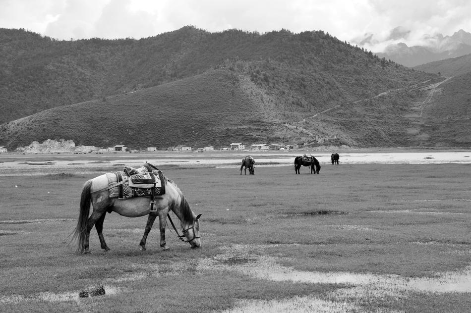 In Yunnan Province Prairie