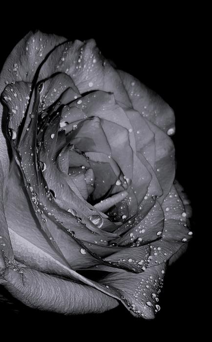 a big rose in the raindrops
