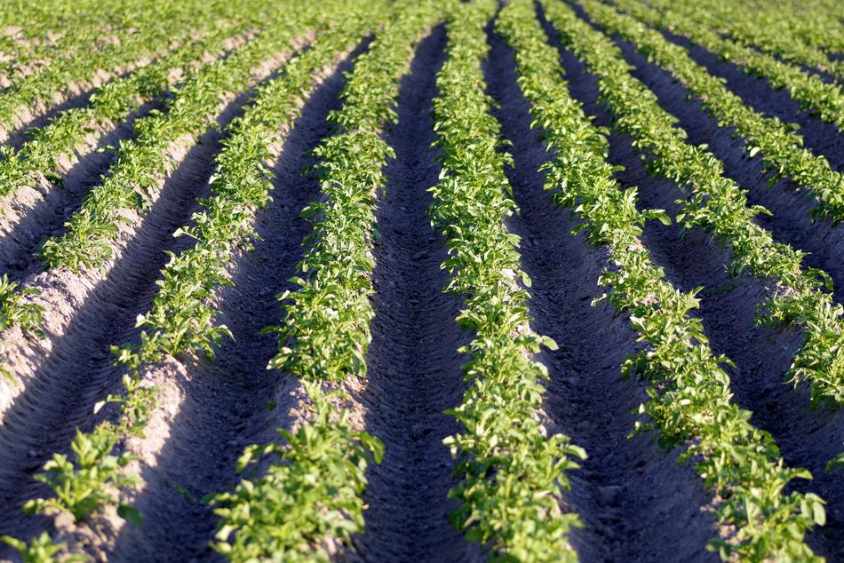 Potatoes Field Potato