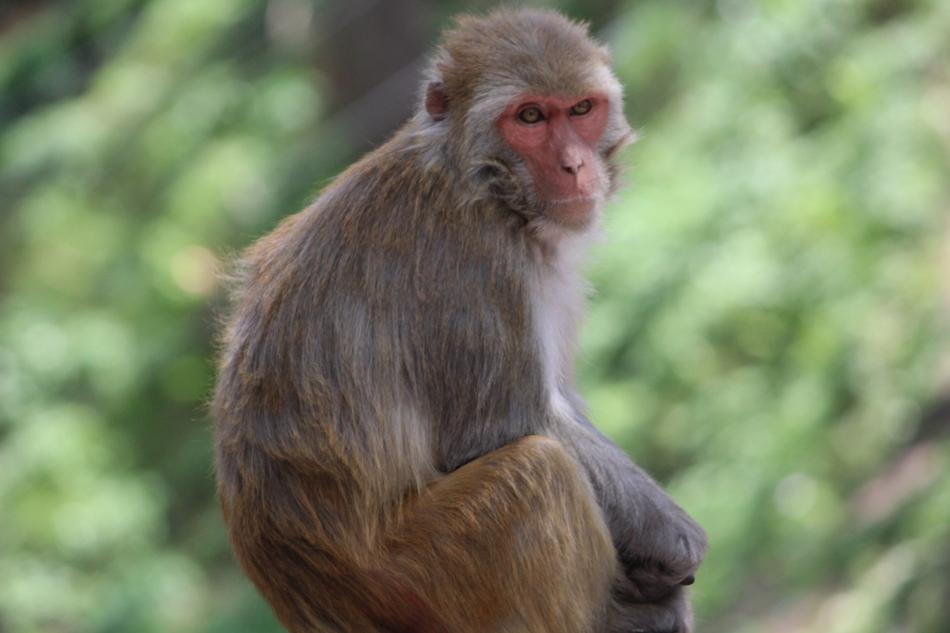 Monkey Macaca Himalayan