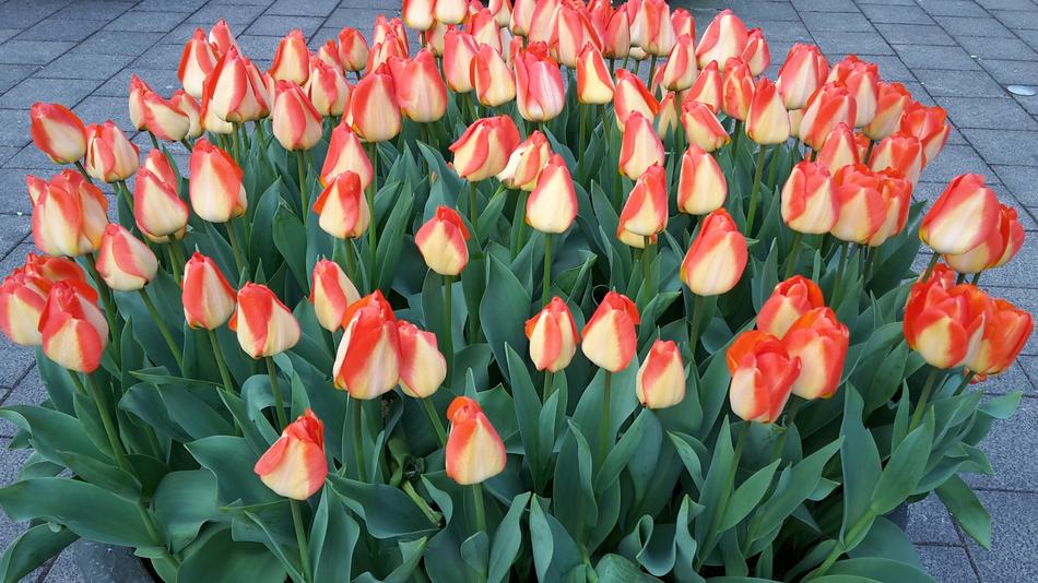 tulips are a huge bouquet