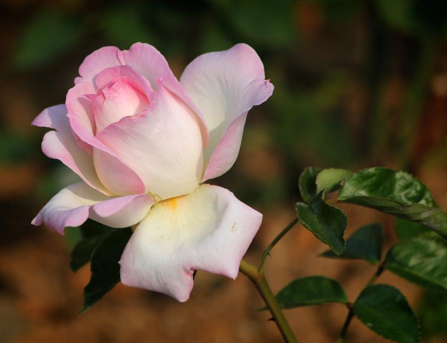 Rose Flowers For