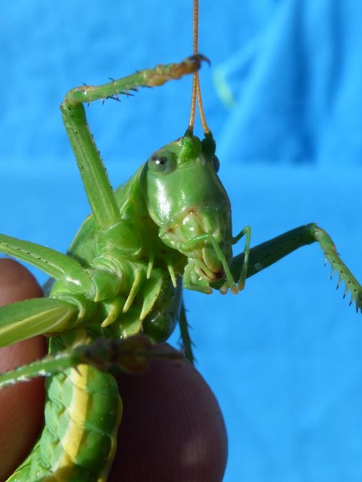 Cricket Green Dotted