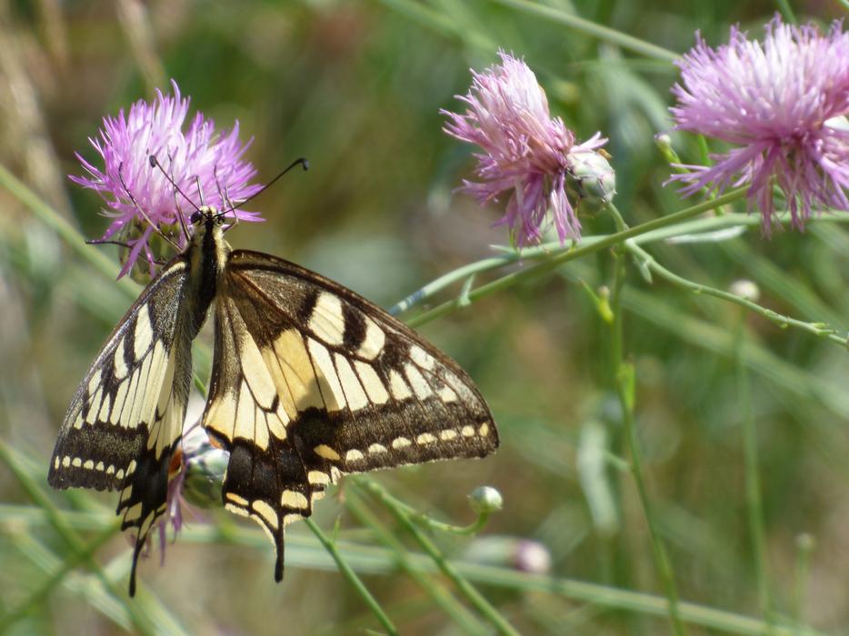 a big butterfly on purple flowers.