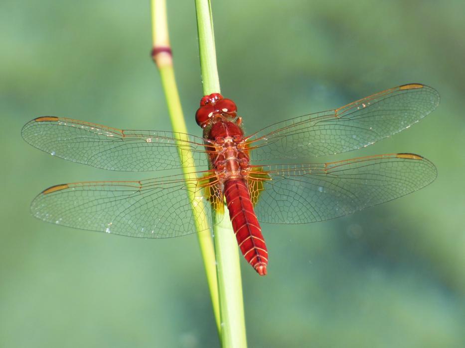 red dragonfly on a green branch