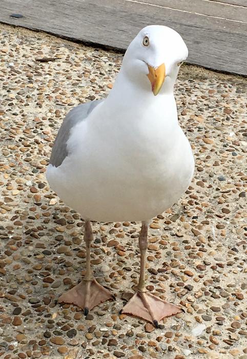 Seagull Black Headed Gull Bird