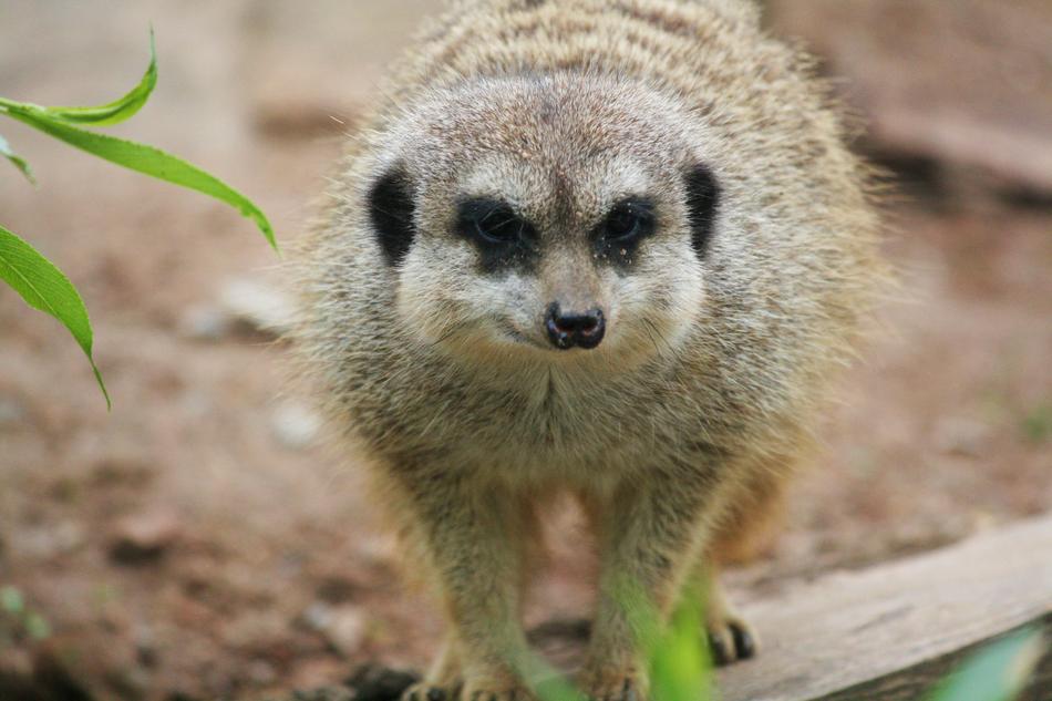 Animal Suricata zoo