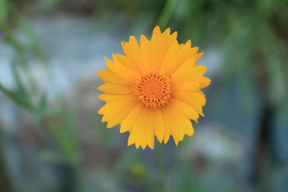 Flowers Wildflower Yellow Flower