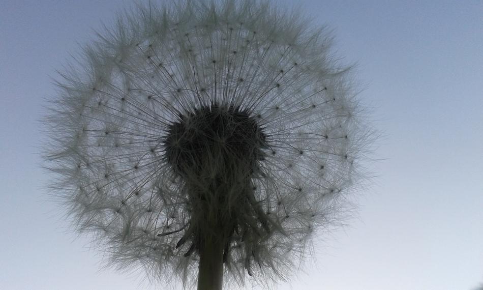 Dandelion Pluisbloem