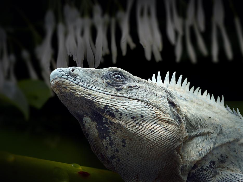 Iguana Reptile Lizard
