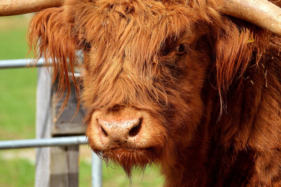 Highland Beef Head Farm Animal