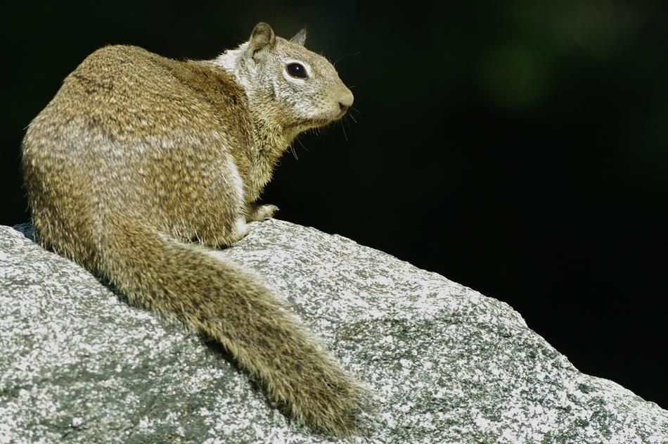 Squirrel Rock