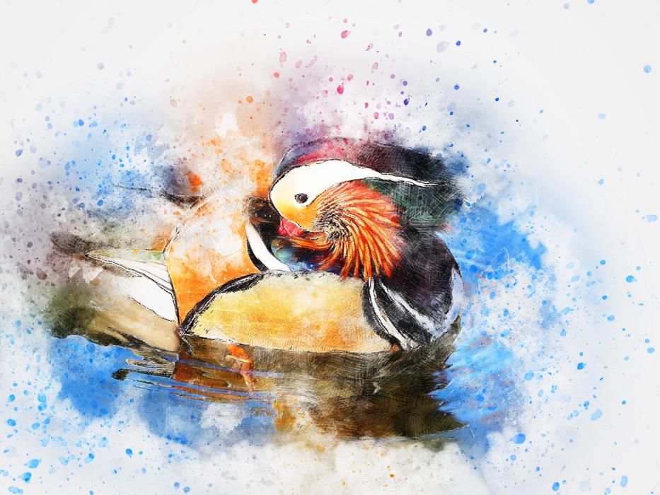 bird duck color animal art