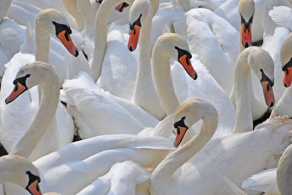 Swans Edinburgh Arthurs