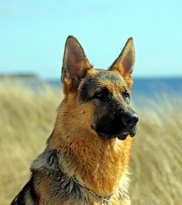 German Shepherd Dog Male