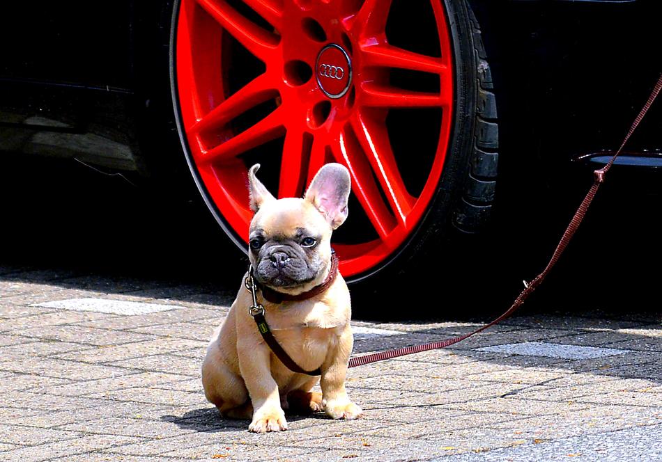 French Bulldog Ears red wheel