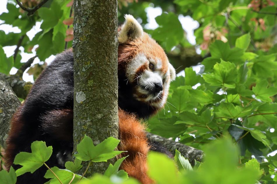 red panda in green leaves