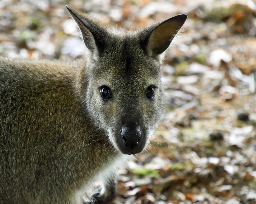 Wallaby De Bennet Close Up