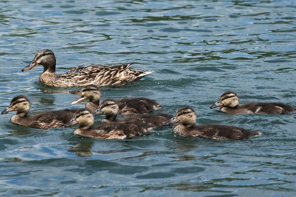 ducks swimming in the lake