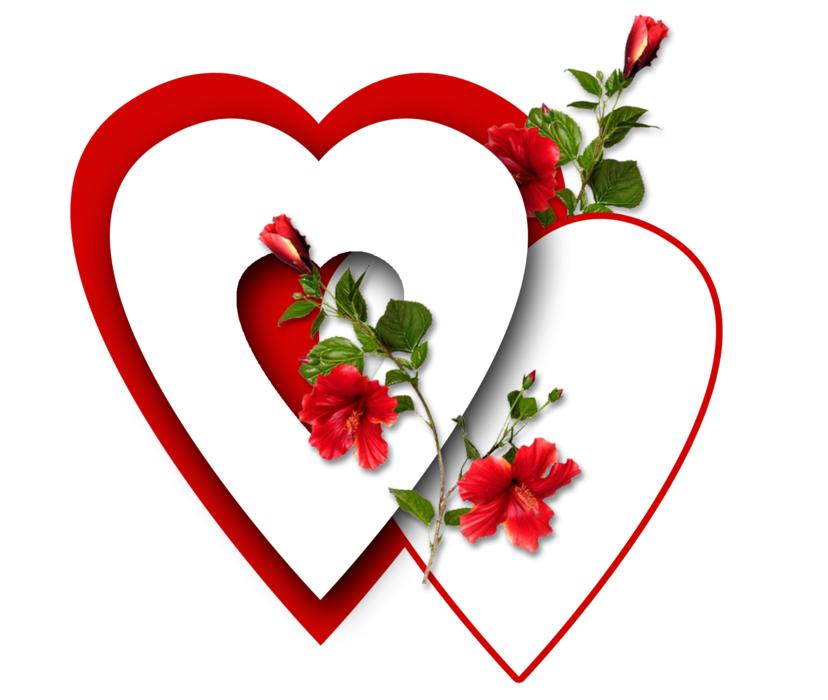 red rose heart