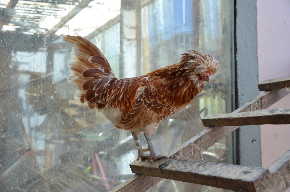 Chicken Brown Head