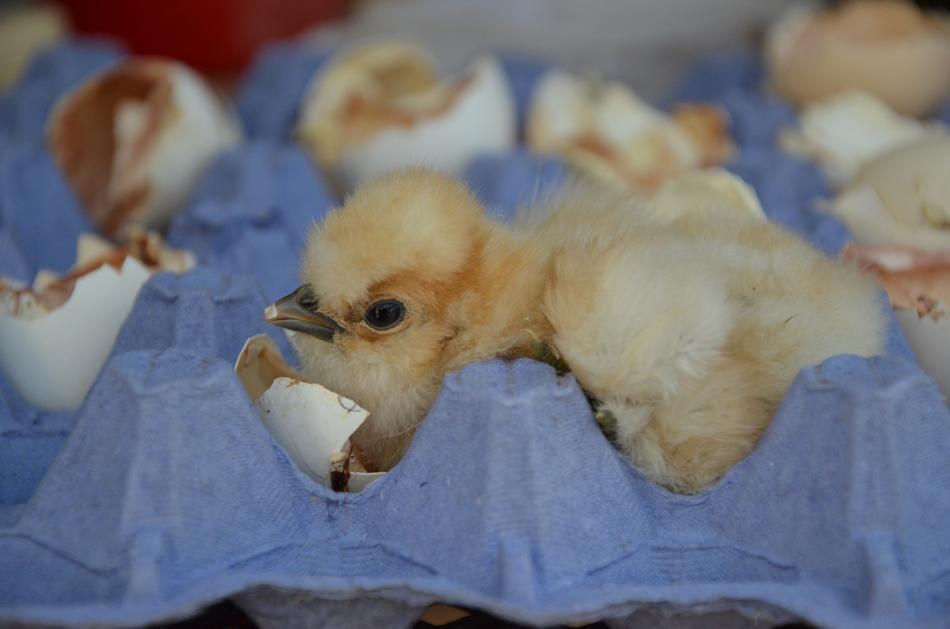 Chicken Eggshell