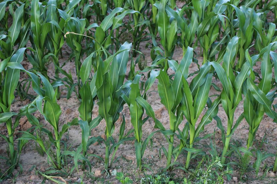 Field Corn A Of