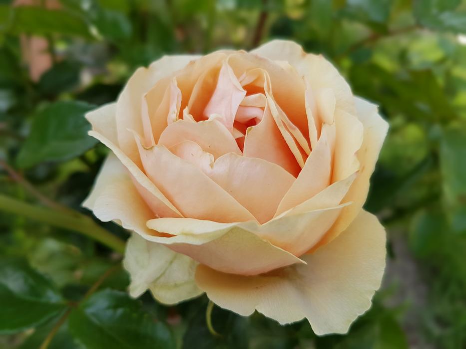 Rose Flowers