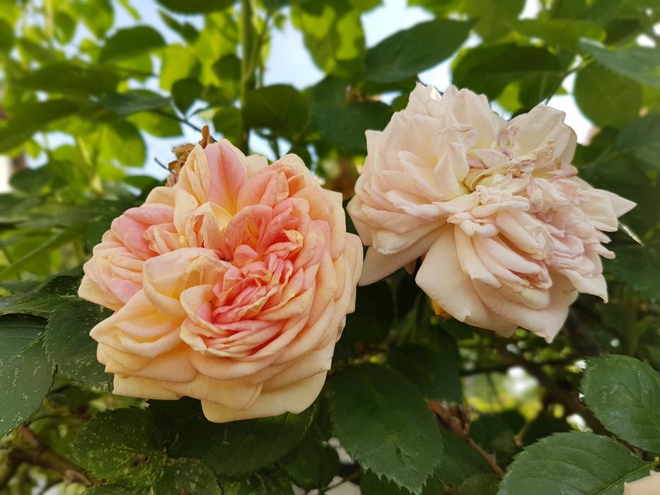 Rose Roses Flowers