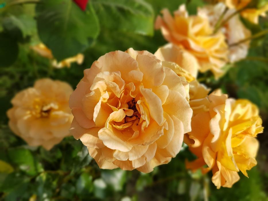 yellow gorgeous rose
