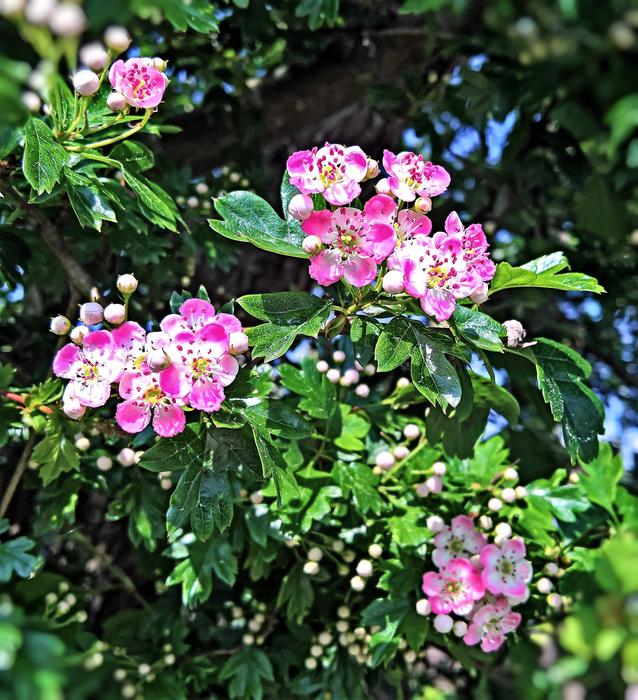fragrant spring blooms