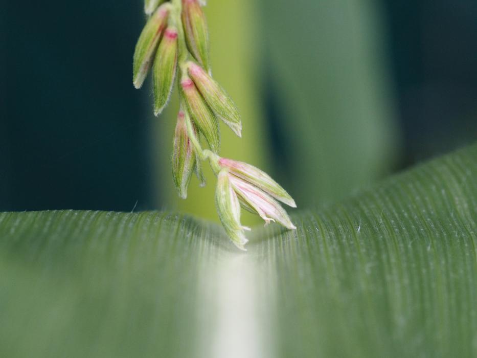small flower sprouts